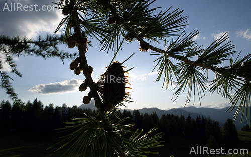 Alpenhotel Rainell 50